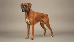 Boxer