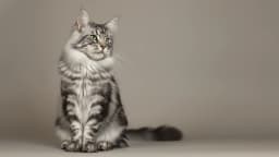 Maine Coon
