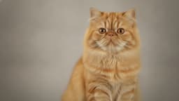 Persian Cat