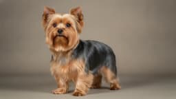Yorkshire Terrier